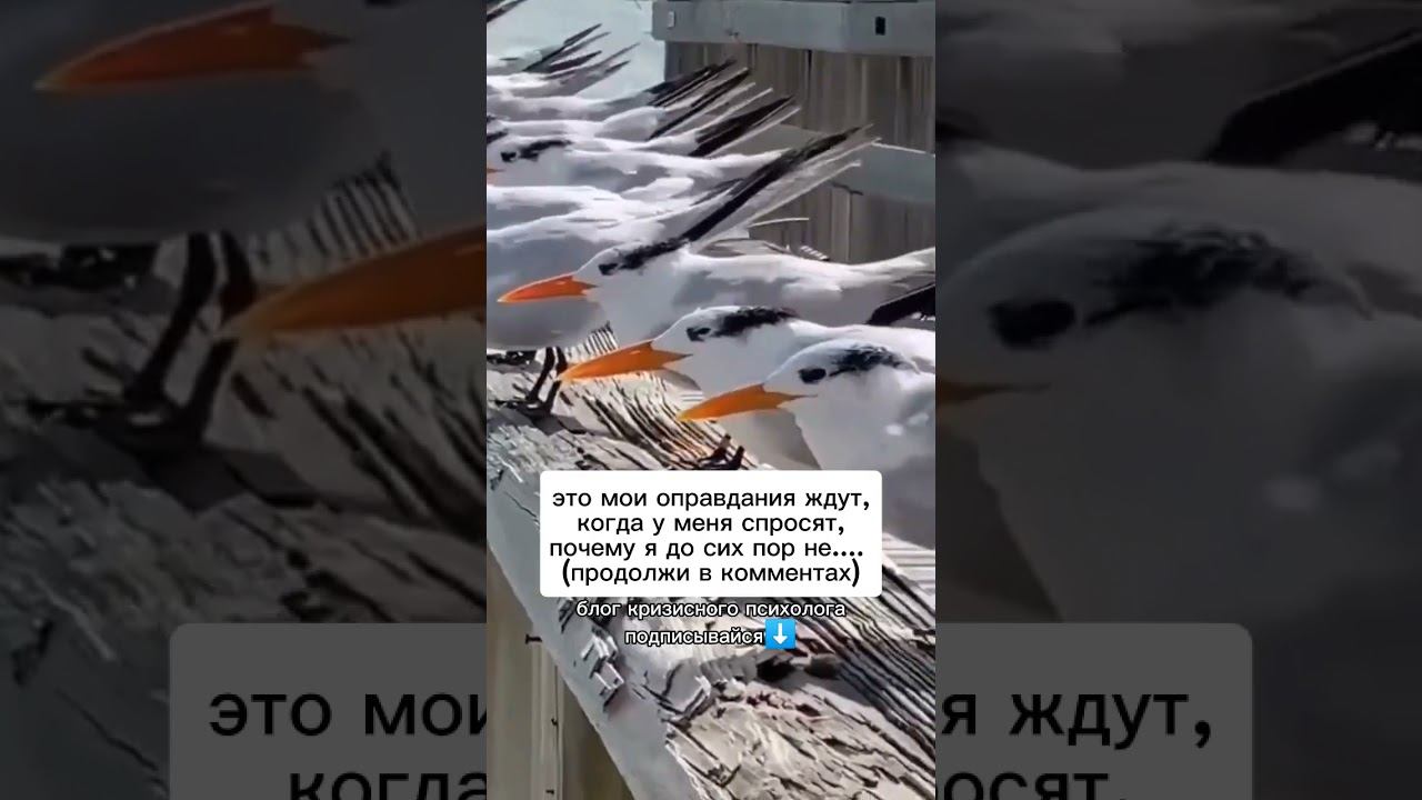 Твои оправдания тоже тут?