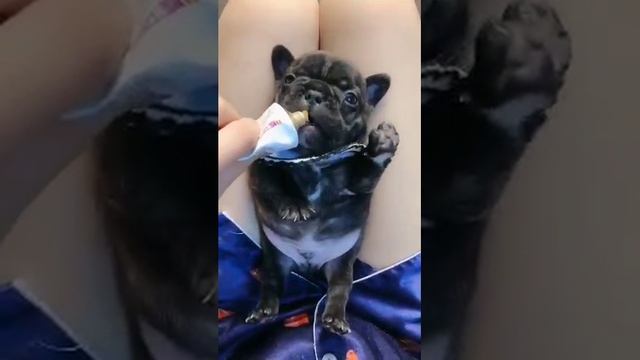 Маленькое чудо)))