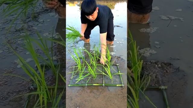 Summer🌞cultivating 😜#fun #funny