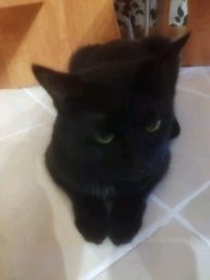 романс Богданом