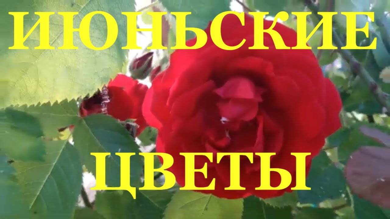 Июньские цветы на огороде