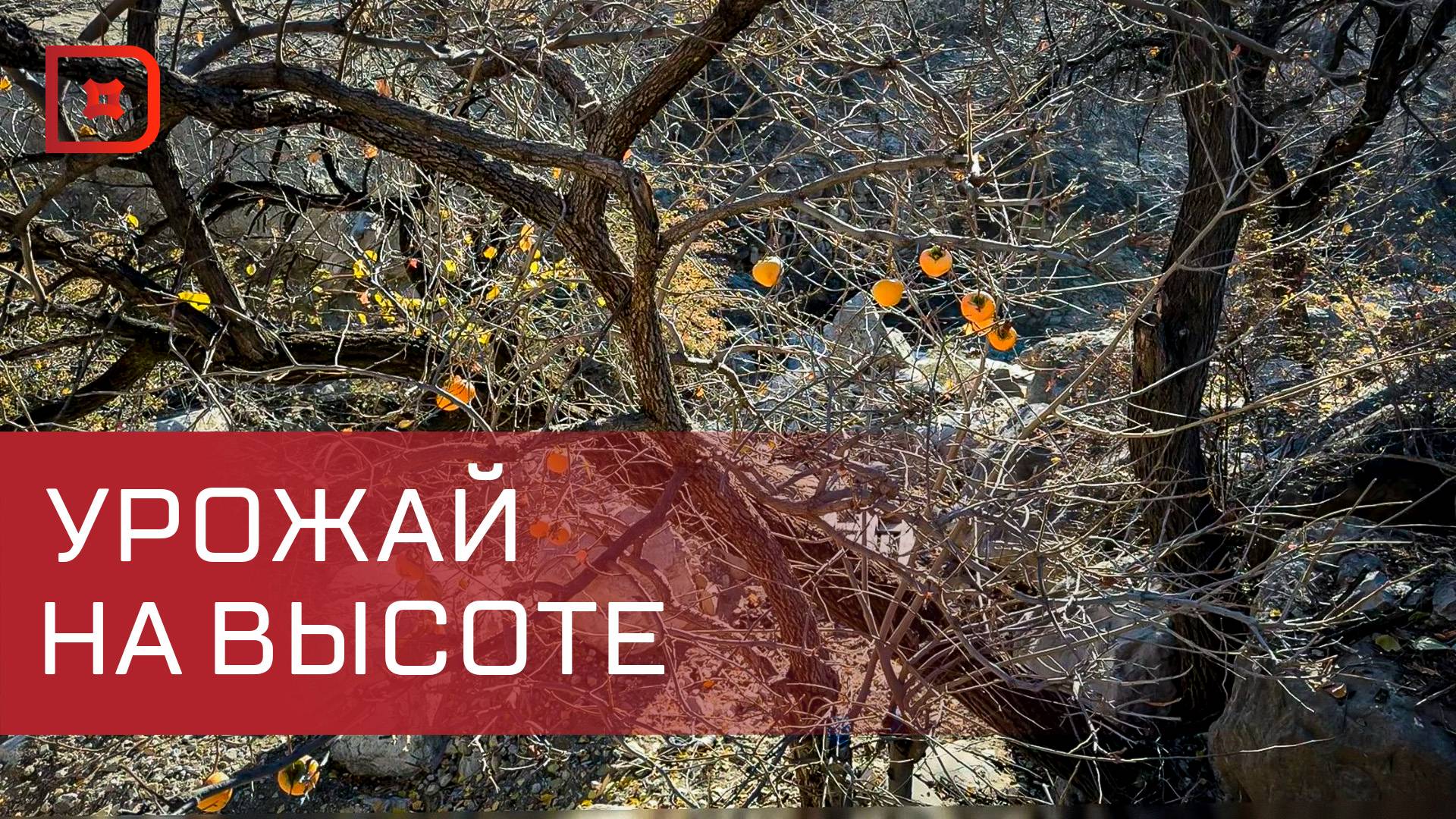 В Гумбетовском районе продолжается работа по развитию горно-долинного садоводства