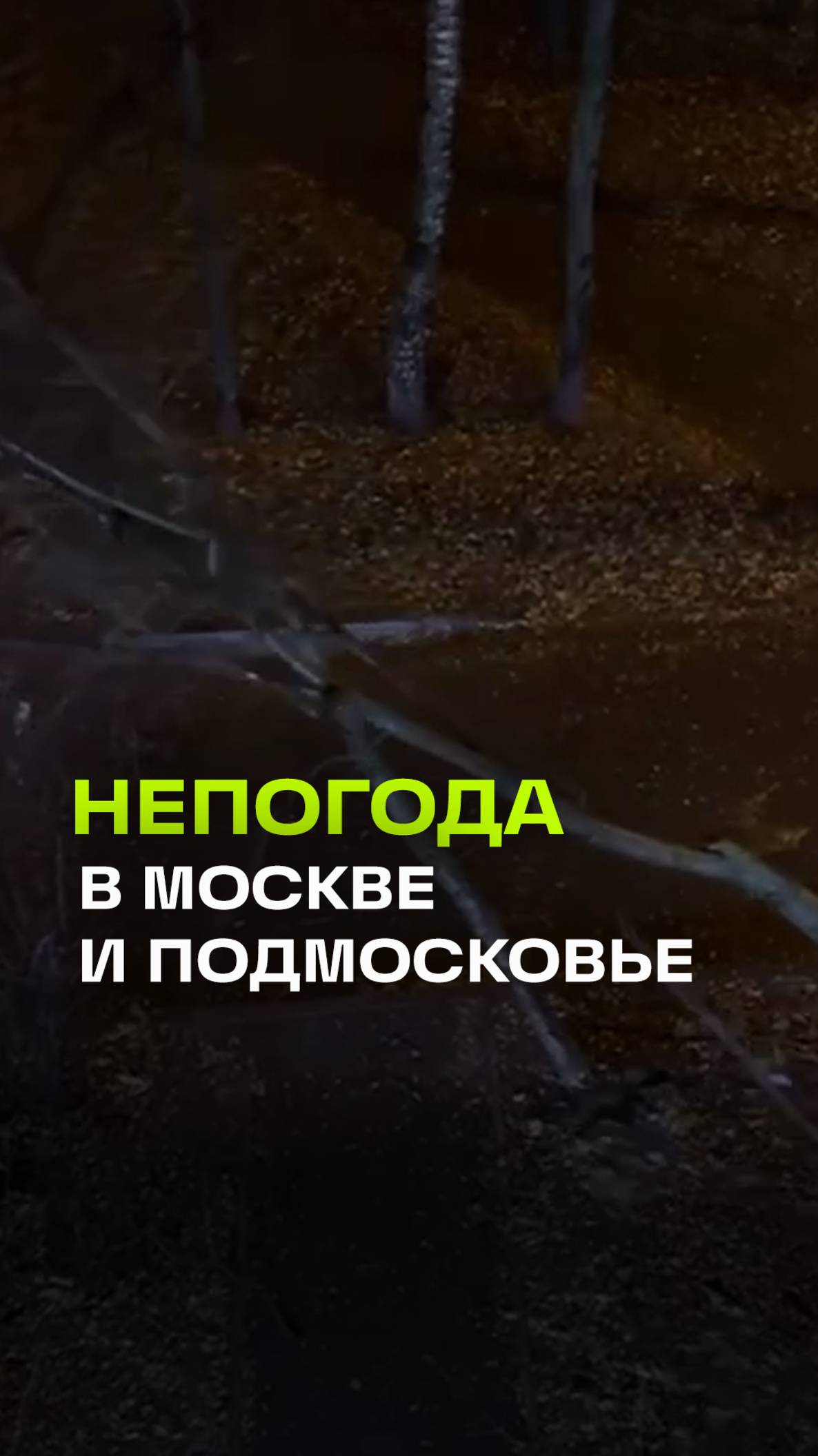 С ужасным хрустом падает дерево. Непогода в Мытищах, Подмосковье. Ураган
