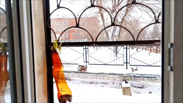 Омские белочки 22.11.2024 г.