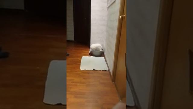 WhatsApp Video 2019 12 03 at 17 04 26