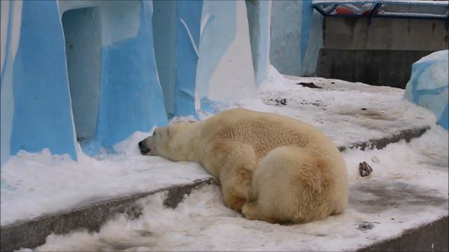 Кай после отдыха  прогуливается 18.11.2024