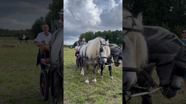 Корчагин Андрей Дмитриевич о том, почему лошадь опасна