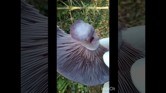 InShot_20241122_232455186.mp4