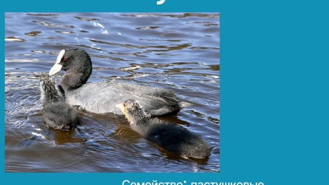 ЛЫСУХА ГОЛОС ПТИЦЫ