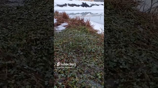 Трава клевер первого января