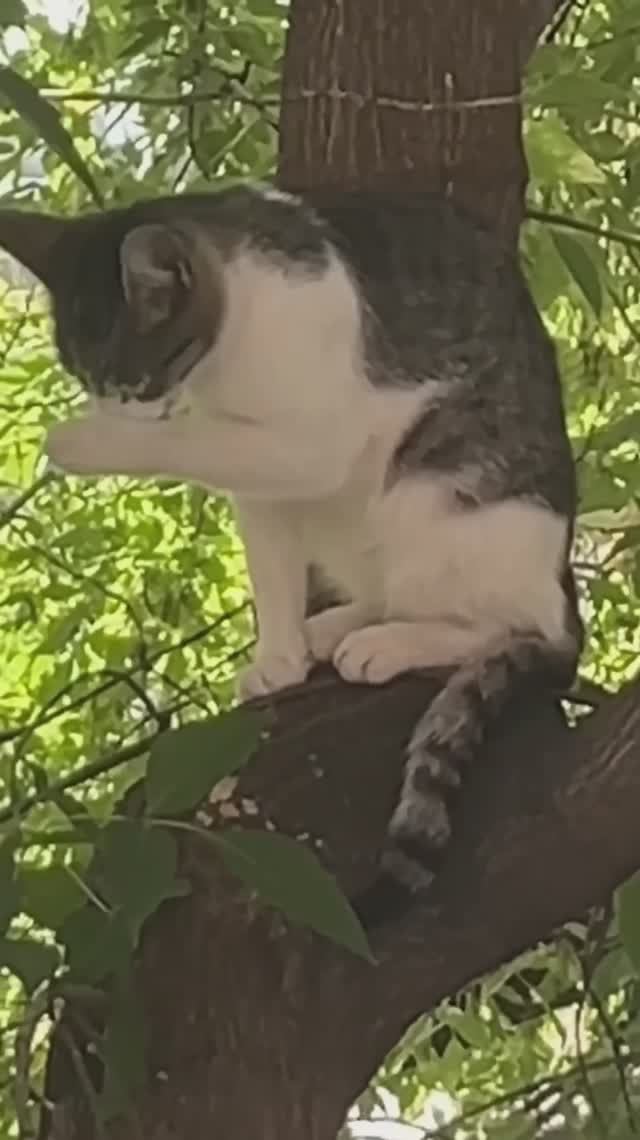 A cute kitty relaxes and grooms itself on a tree