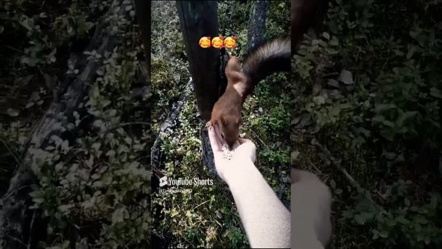 Летняя белочка🤗