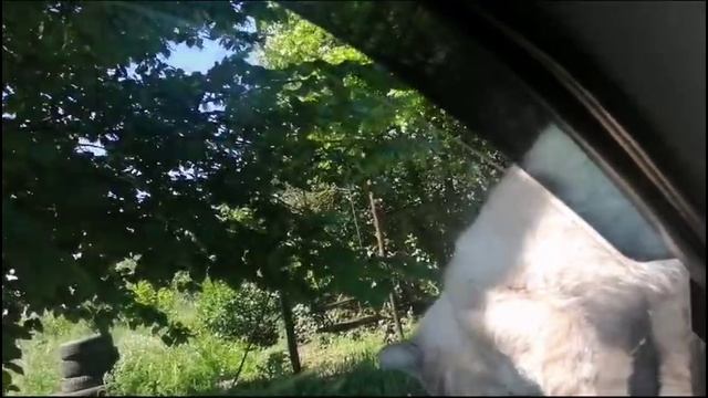 Про нашего кота