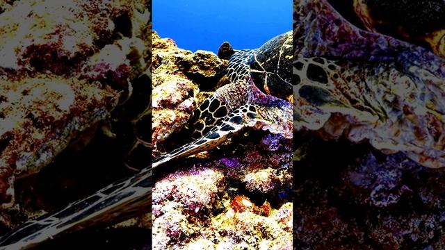 Путешествия и открытия