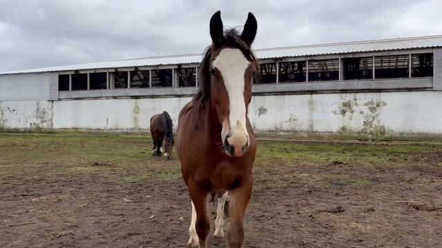 Владимирская кобылка, 2,5 года.