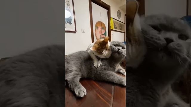 Мы в ВК https://vk.com/life_of_cats