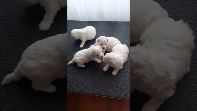 Кусочек счастья
