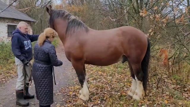 Лингвист (Габарит - Ловкая). НЕ ДЛЯ ПРОДАЖИ