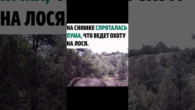 Тест на внимательность