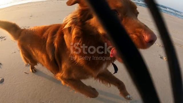 istockphoto-1486756571-640_adpp_is