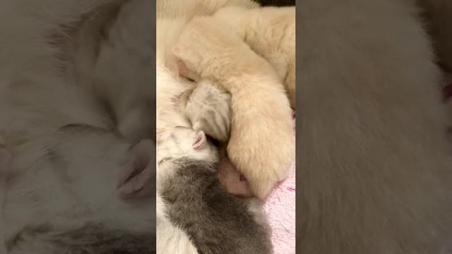 Котятам кошки Кайли 15 дней.