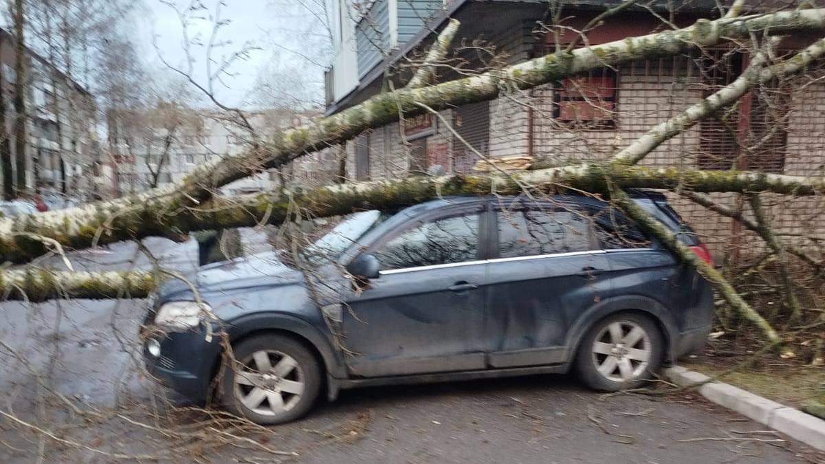 🚙🌳Дерево упало на машину, как возместить ущерб: алгоритм действий...