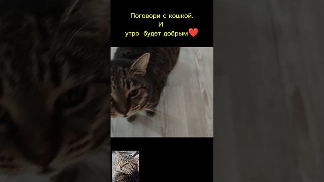 Доброе утро😸
