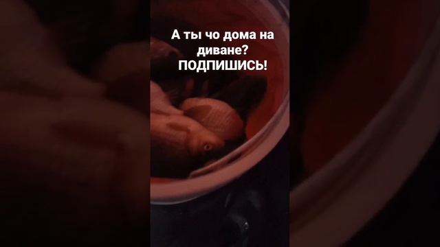 Карась зимой в палатке