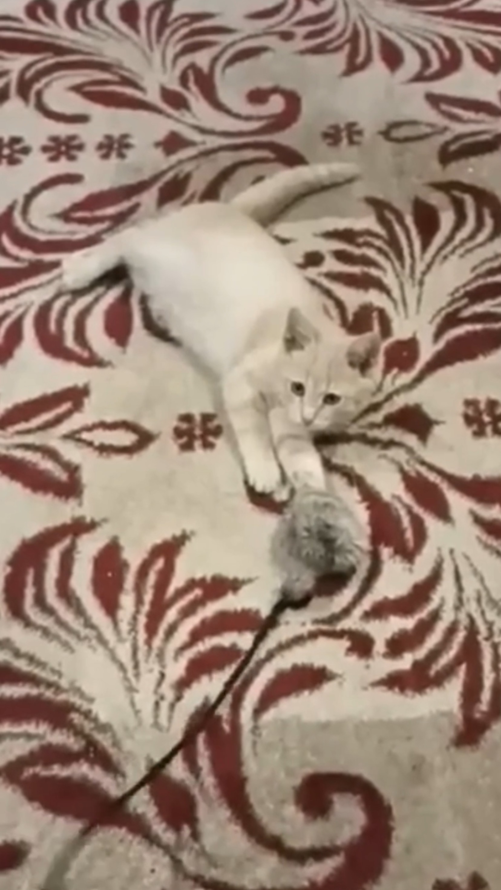 Котёнок Федя