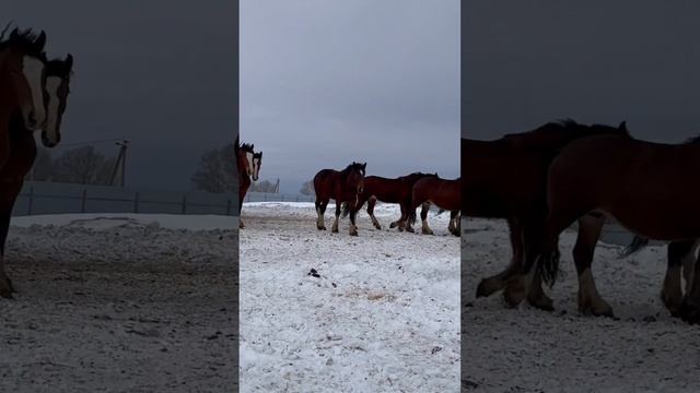 Табун #владимирскийтяжеловоз #лошади #horse #drafthorse