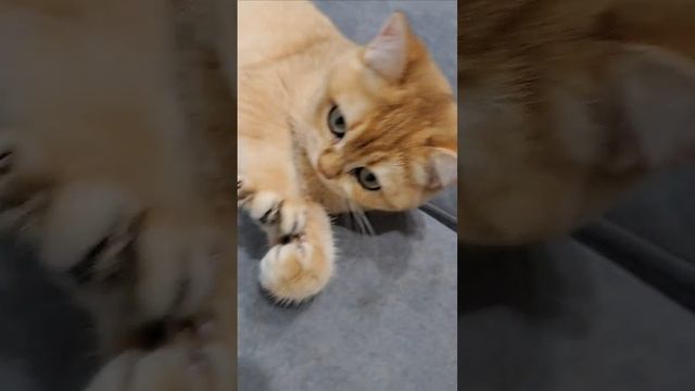 # Кошка # Британская шиншилла