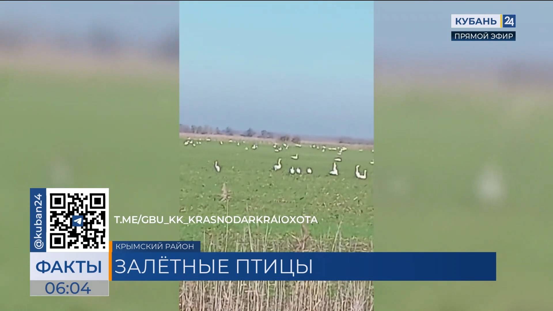 Лебеди-кликуны поселились в Крымском районе