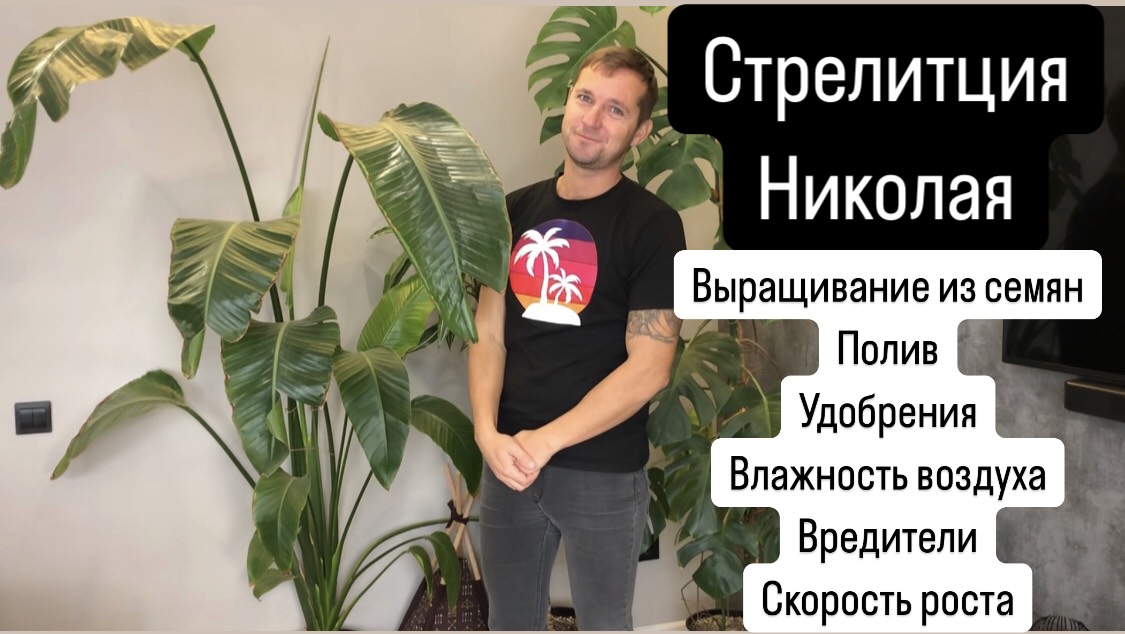 Стрелитция Николая- от семечка до двухметрового растения