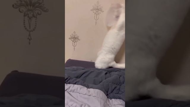 Смешные собаки !!!