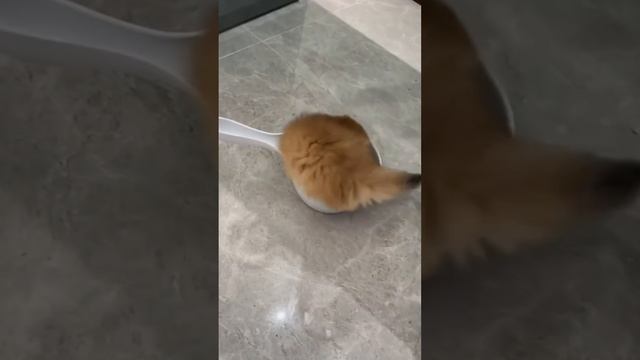 Смешные котики