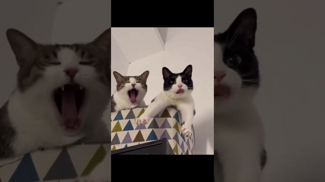 Попробуй не зевать