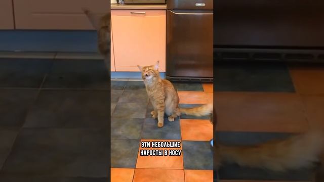 Почему котик чихает