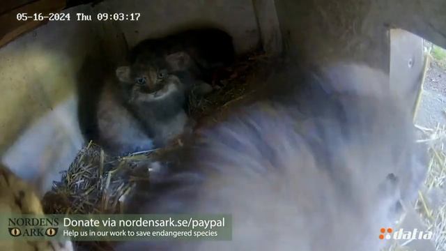 Котёнку понравилось мясо, решил доесть всё до последней крошки