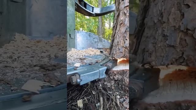 Где-то на опушке леса!