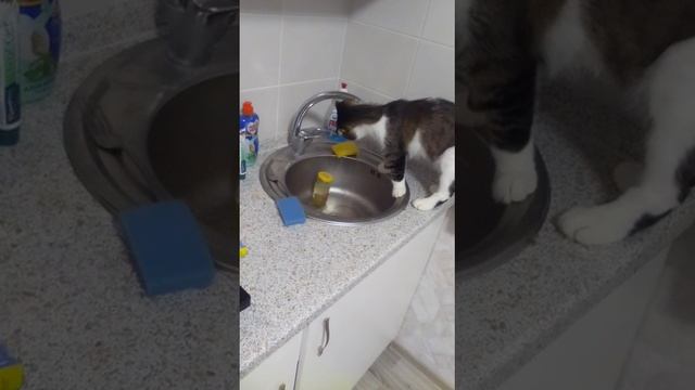 VID-20241121-WA0003.mp4