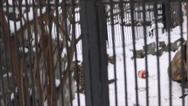 Малышка Хлоя успевает с мячиком поиграть, с мамой и по деревьям попрыгать 18.11.2024