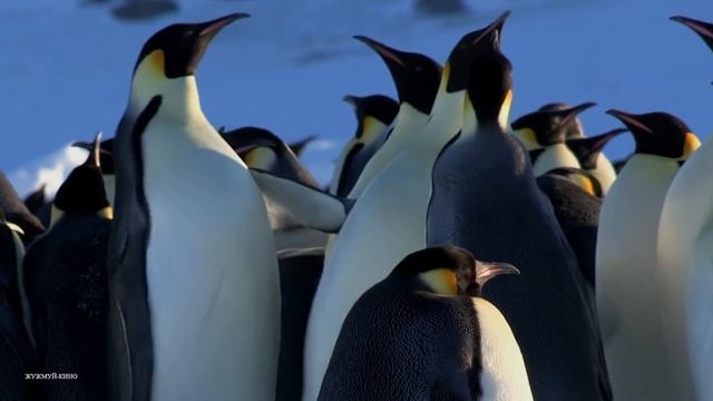 Греби отсюда в Сомали
