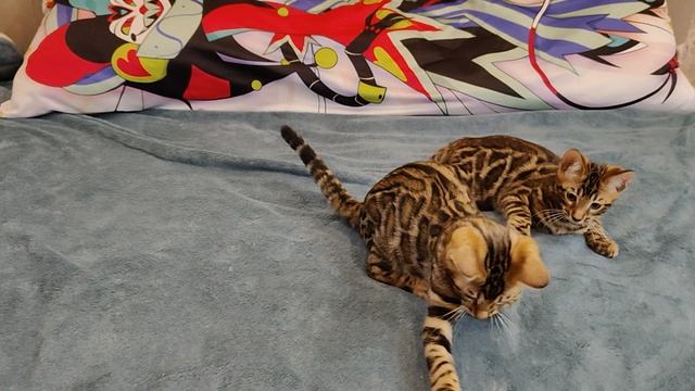 Бенгальские котята