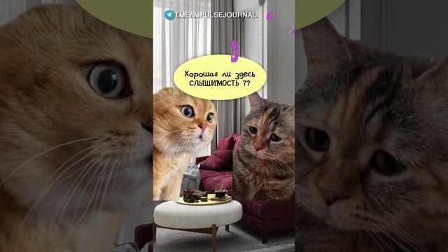 Тук-тук #мыкотики #вмем #разговор #анекдот #шутки #кот #юмор #смешное #прикольно #мемы #cat