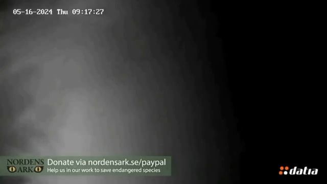 После первого мясного завтрака мама повела котят на прогулку