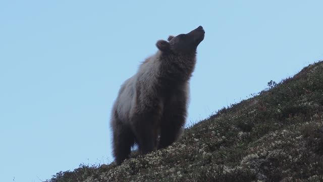 "Горный" медведь.