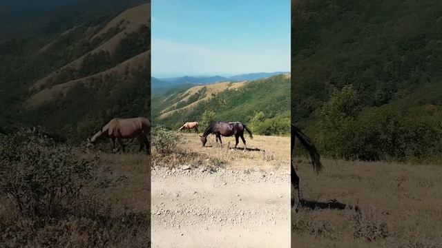 Лошади в горах Геленджика