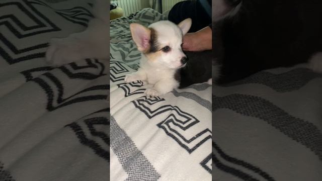Щенята коржики, Марфушка.