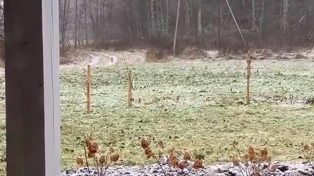 Ленобласть. Хвойное. 21.11.2024. Дача. Осень. Лисичка вышла на прогулку