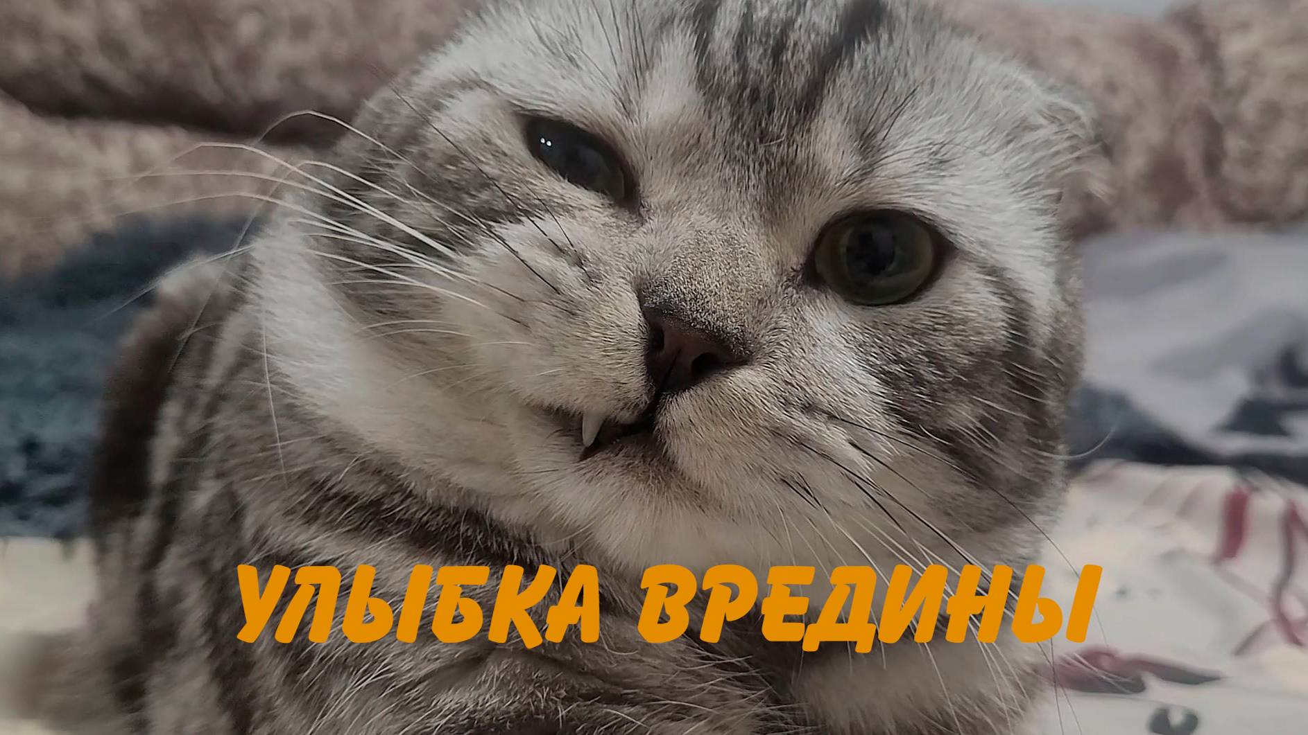 Улыбка вредины